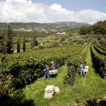 Vendemmia 2023
